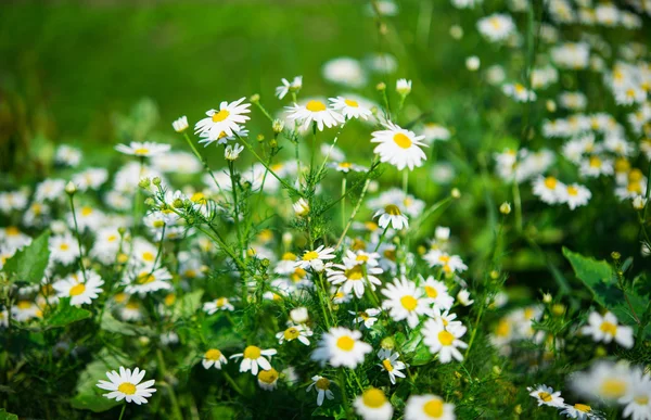 Daisy flower — Stockfoto
