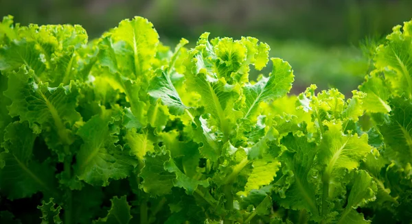 Lettuce growing — Stock Photo, Image