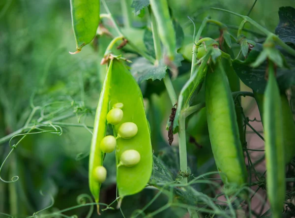 Groene erwten groeiende — Stockfoto