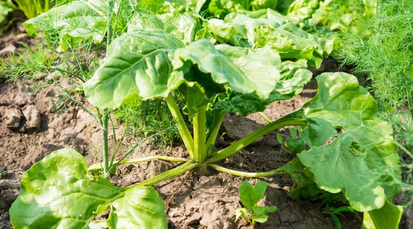 Cultivo de remolacha — Foto de Stock