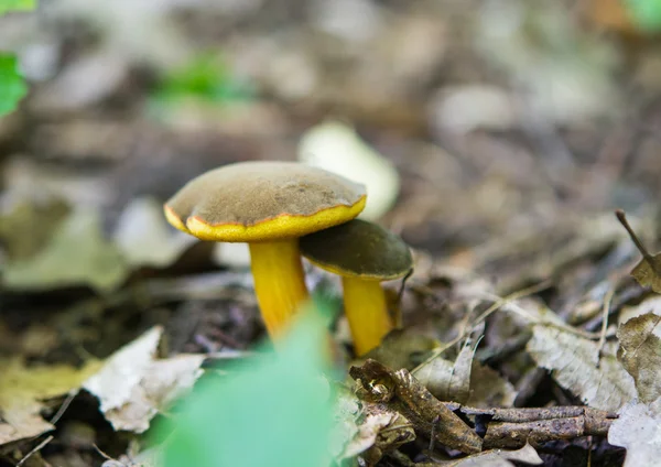 Coltivazione di funghi — Foto Stock