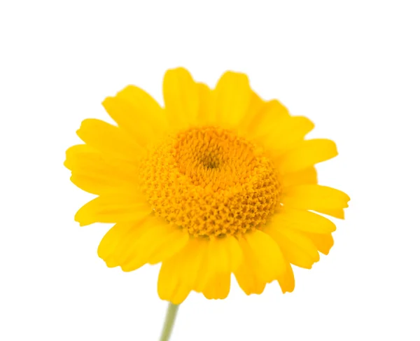 Yellow flower isolated — Stock Photo, Image