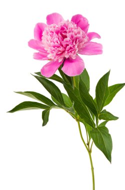 tıbbi papatya izole