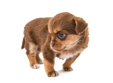 izole köpek yavrusu