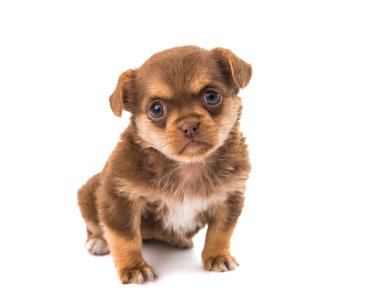 izole köpek yavrusu