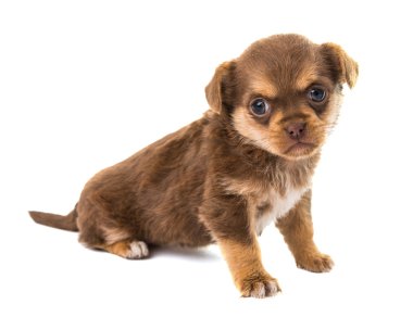 izole köpek yavrusu