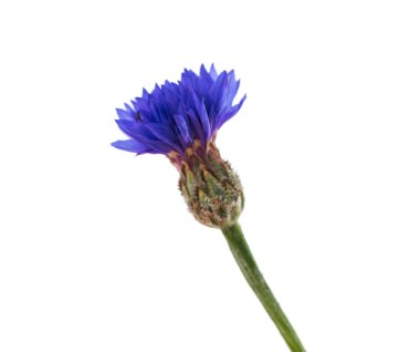 Çiçekler. Çiçekler.