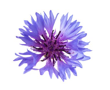 Çiçekler. Çiçekler.