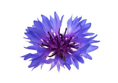 Çiçekler. Çiçekler.