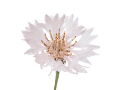 Çiçekler. Çiçekler.