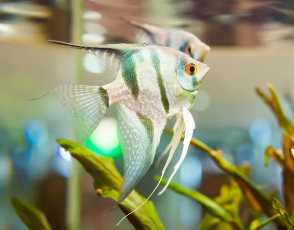 Natación de peces — Foto de Stock