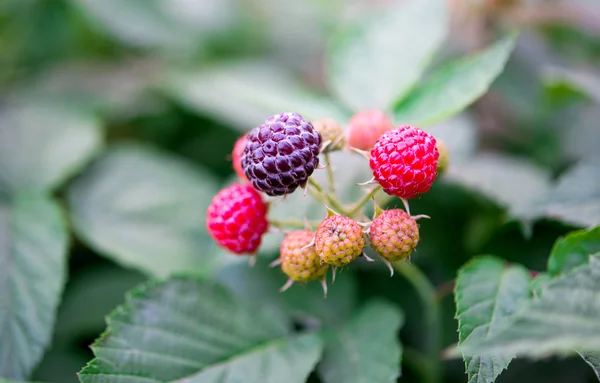 Black raspberry growing — Stock Photo, Image
