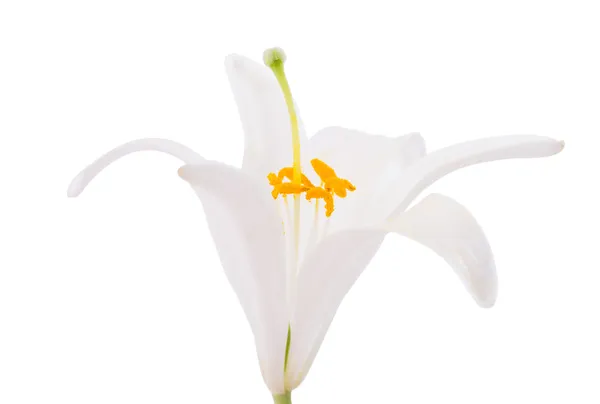 White lily — Stock Photo, Image