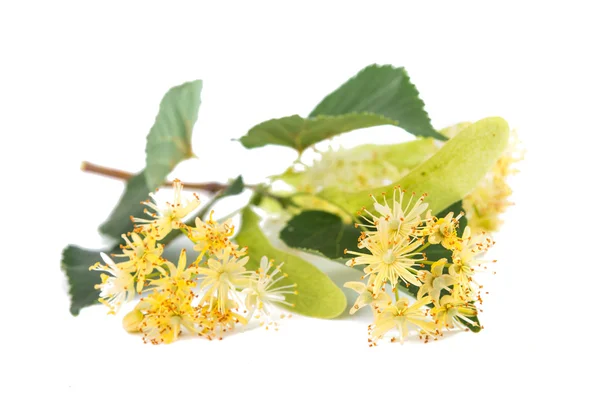 Linden flowers — Stock Photo, Image