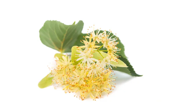 Linden flowers — Stock Photo, Image