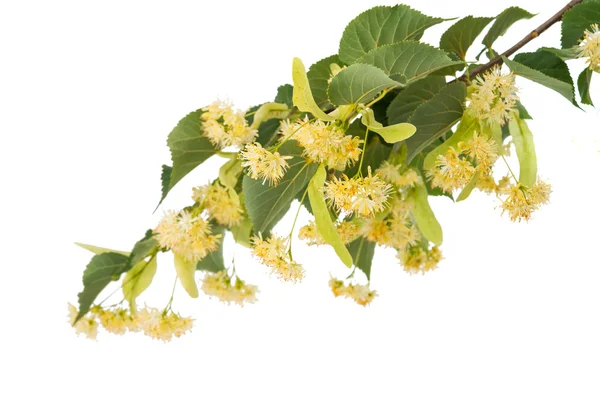 Linden flowers — Stock Photo, Image