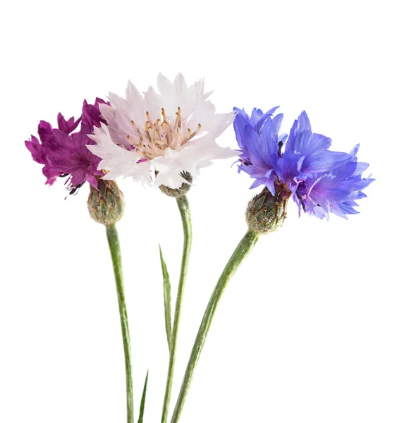 Flowers cornflowers — Stock Photo, Image