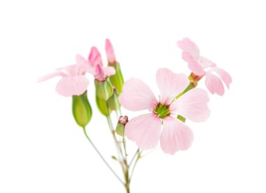 narin pembe çiçekler