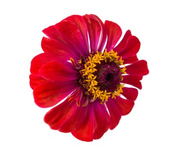 izole zinnia çiçeği