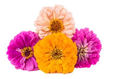 izole zinnia çiçeği