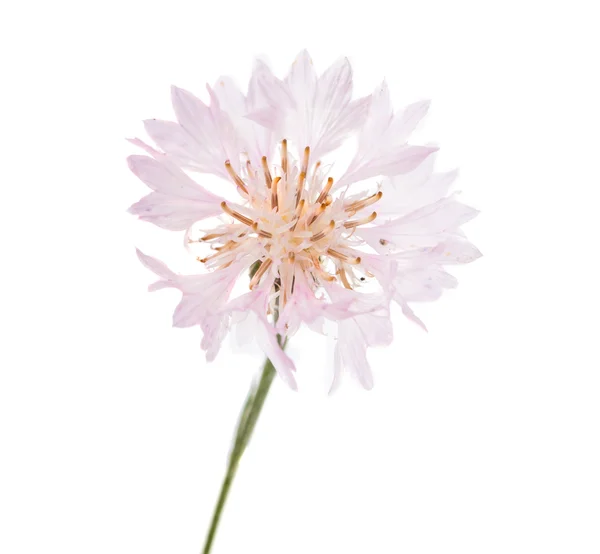 Flowers cornflowers — Stock Photo, Image