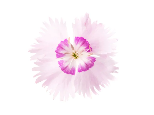 Decorative carnation — Stock Photo, Image