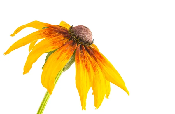 Big yellow flower — Stock Photo, Image