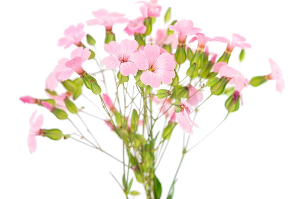 Delicate pink flowers — Stock Photo, Image