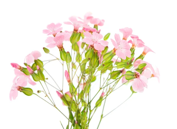 Delicate pink flowers — Stock Photo, Image