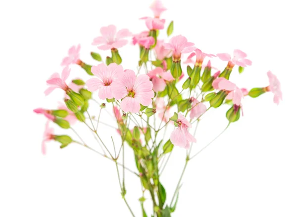 Narin pembe çiçekler — Stok fotoğraf