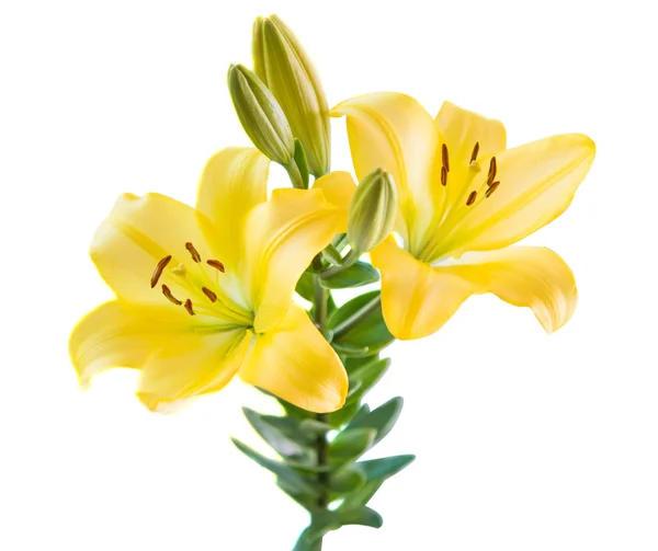 Žlutá lilie — Stock fotografie