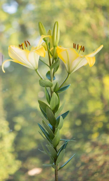 Sarı zambakların güzel çiçekleri. — Stok fotoğraf