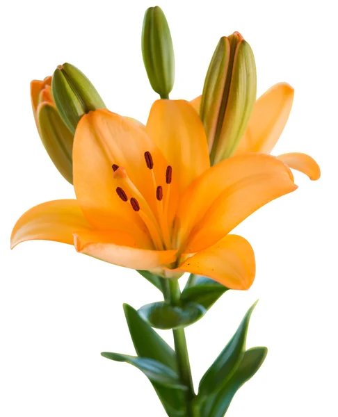 Beautiful orange lilies — Stok fotoğraf