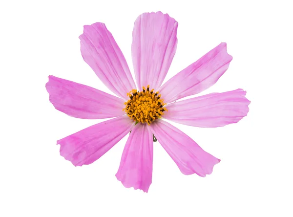 Pink daisy — Stock Photo, Image