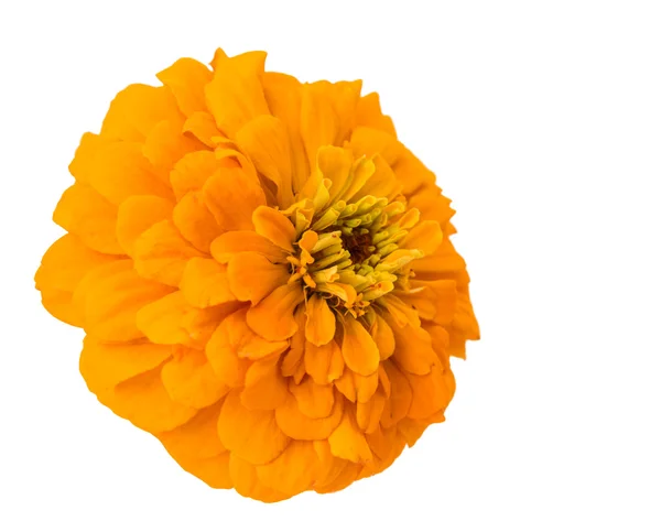 고립 된 백 일초 꽃 — 스톡 사진