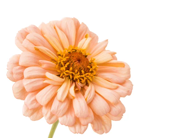 Isolated Zinnia Flower — Stock Photo, Image