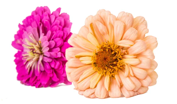 Isolierte Zinnienblüte — Stockfoto