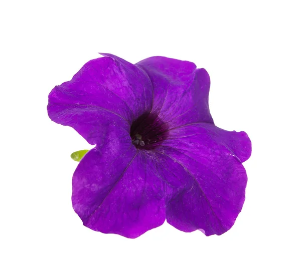 Blomma petunia isoleras — Stockfoto