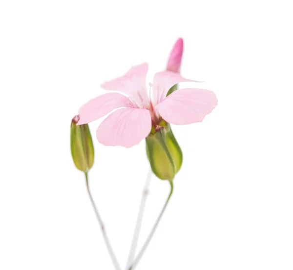 精致的粉色花 — 图库照片