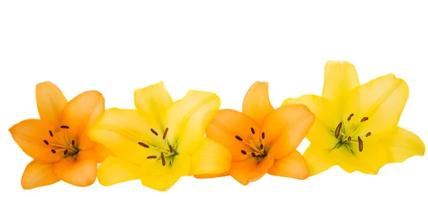 Beautiful orange lilies — Stock Photo, Image