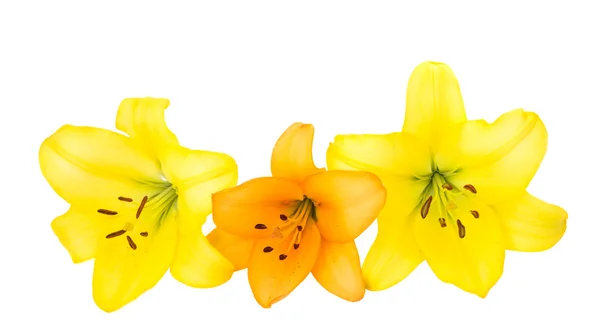 Beautiful orange lilies — Stock Photo, Image