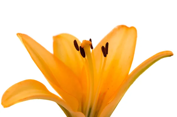 Beautiful orange lilies — Stockfoto