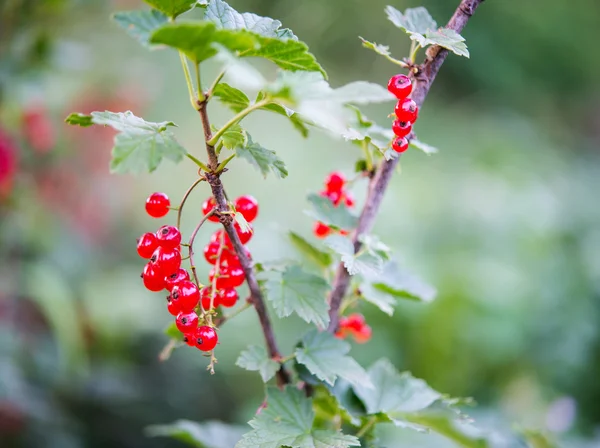 Červený rybíz pěstování — Stock fotografie