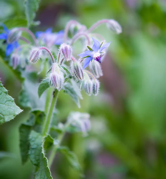 青いルリヂサ、星の花 — ストック写真