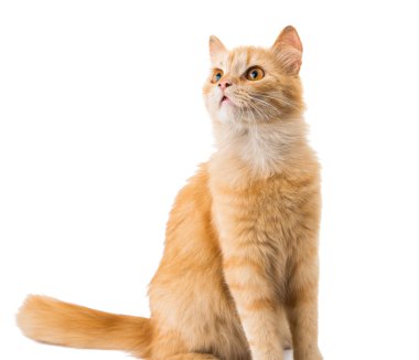 zencefil kedi