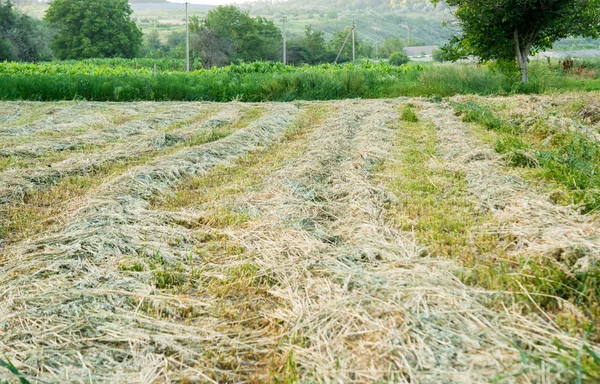 Taze biçilmis saman satırları — Stok fotoğraf