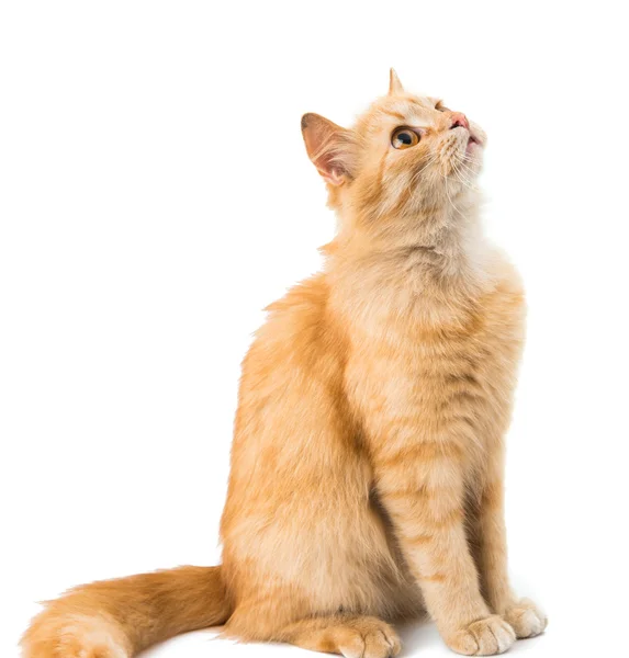 Ingwerkatze — Stockfoto