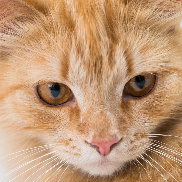 Primer plano retrato disparo de un gato mascota — Foto de Stock