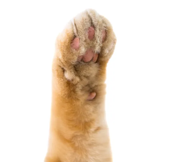 Cat paw isolated — Stock Photo, Image