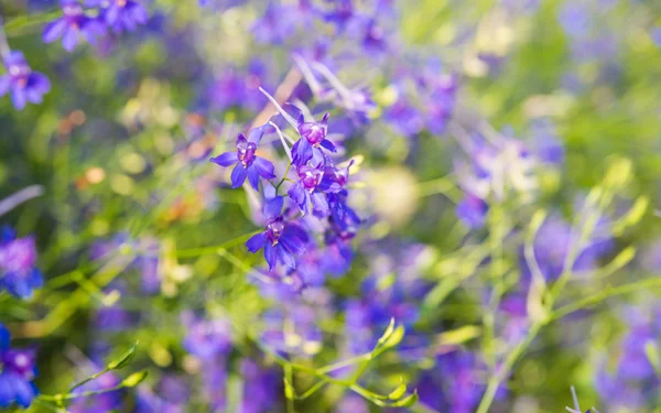 Prado flores de maíz azul — Foto de Stock